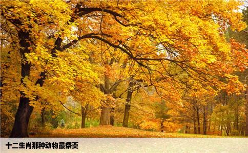 十二生肖那种动物最祭奠