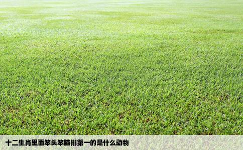 十二生肖里面笨头笨脑排第一的是什么动物