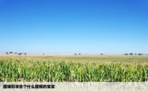 属猪和羊生个什么属相的宝宝