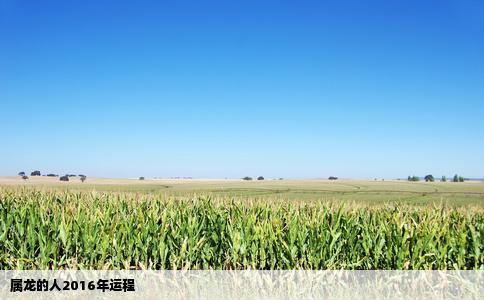 属龙的人2016年运程