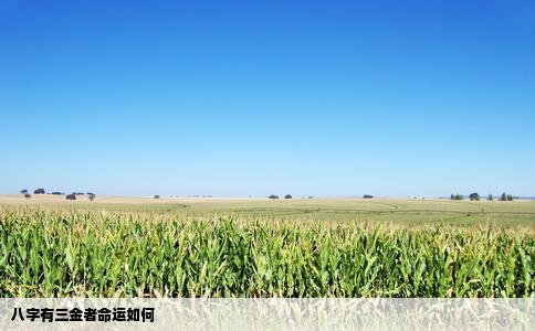 八字有三金者命运如何