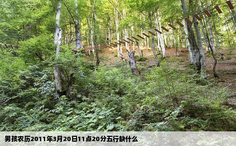 男孩农历2011年3月20日11点20分五行缺什么