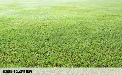 茸是指什么动物生肖