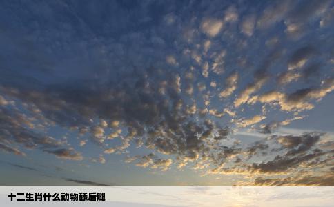 十二生肖什么动物舔后腿