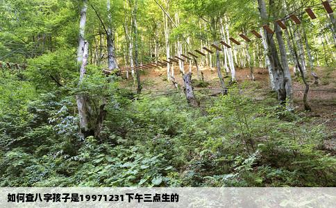 如何查八字孩子是19971231下午三点生的