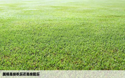 属相是按农历还是按阳历