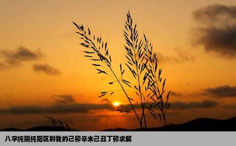 八字纯阴纯阳区别我的己卯辛未己丑丁卯求解