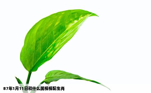 87年1月11日和什么属相相配生肖