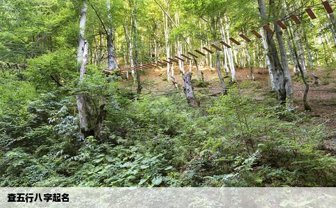 查五行八字起名