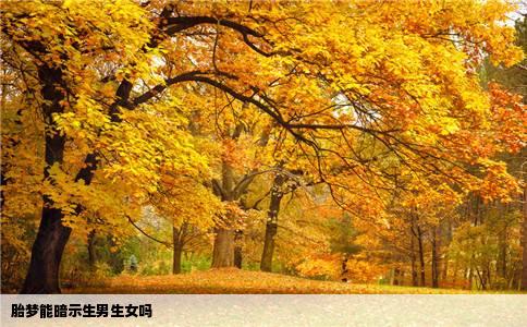 胎梦能暗示生男生女吗