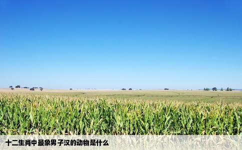 十二生肖中最象男子汉的动物是什么