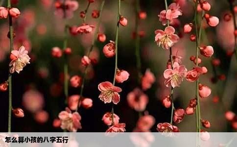 怎么算小孩的八字五行