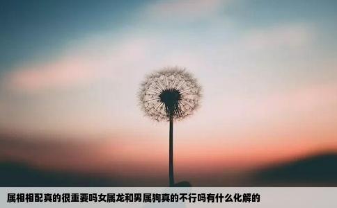 属相相配真的很重要吗女属龙和男属狗真的不行吗有什么化解的