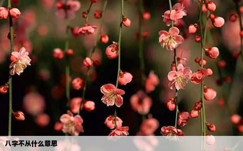 八字不从什么意思