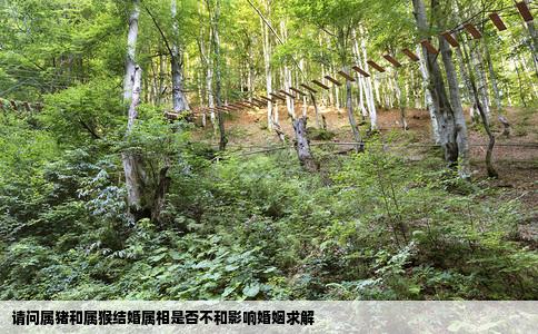 请问属猪和属猴结婚属相是否不和影响婚姻求解