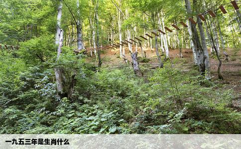 一九五三年是生肖什么