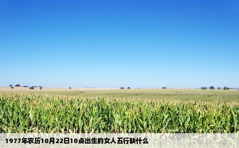 1977年农历10月22日10点出生的女人五行缺什么