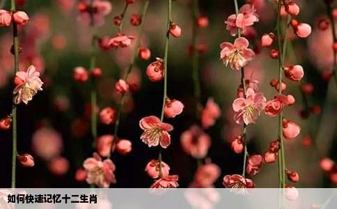 如何快速记忆十二生肖