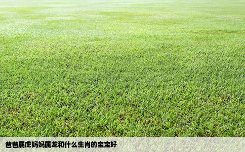 爸爸属虎妈妈属龙和什么生肖的宝宝好