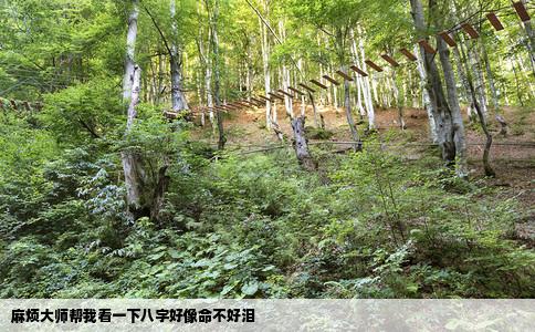 麻烦大师帮我看一下八字好像命不好泪