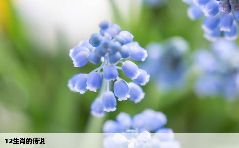 12生肖的传说