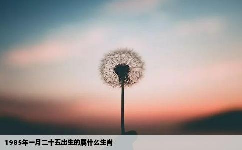 1985年一月二十五出生的属什么生肖