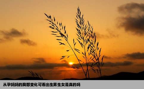 从孕妈妈的胸部变化可看出生男生女是真的吗