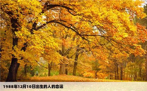 1988年12月10日出生的人的命运