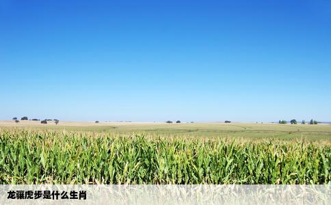 龙骧虎步是什么生肖