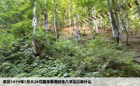 农历1979年1月大20日属羊癸酉时生八字五行缺什么