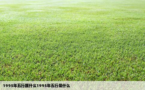 1995年五行属什么1995年五行是什么