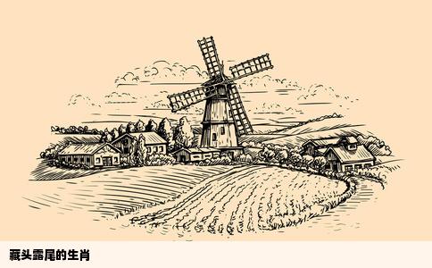 藏头露尾的生肖