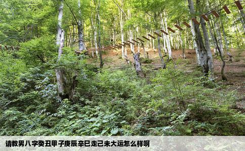 请教男八字癸丑甲子庚辰辛巳走己未大运怎么样啊