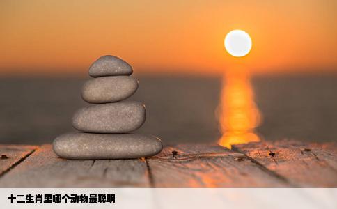 十二生肖里哪个动物最聪明