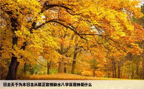 日主天干为木日主从弱正官格缺水八字喜用神是什么