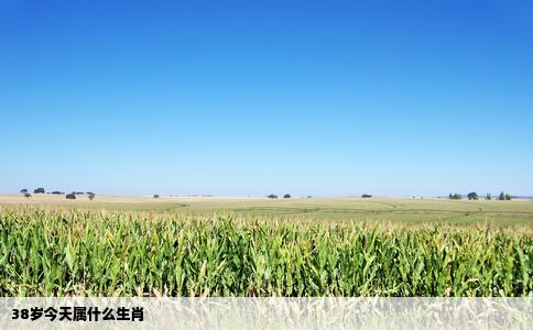 38岁今天属什么生肖