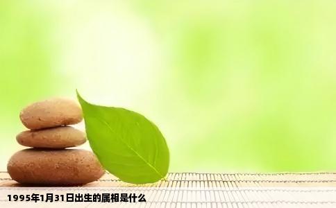 1995年1月31日出生的属相是什么