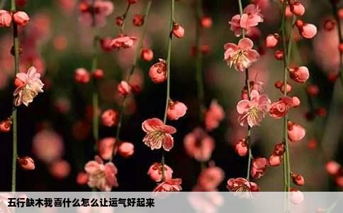 五行缺木我喜什么怎么让运气好起来