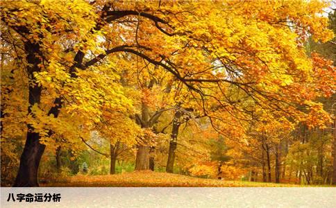 八字命运分析