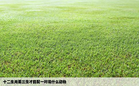 十二生肖要三生才能配一对是什么动物