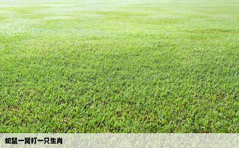 蛇鼠一窝打一只生肖