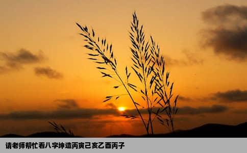 请老师帮忙看八字坤造丙寅己亥乙酉丙子