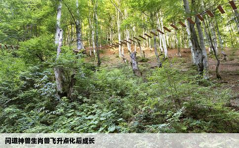 问道神兽生肖兽飞升点化后成长