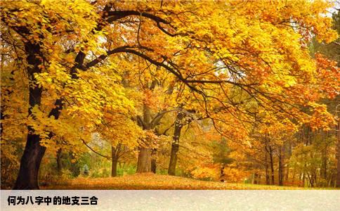 何为八字中的地支三合