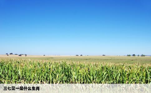 三七见一是什么生肖