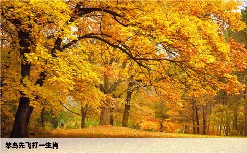 笨鸟先飞打一生肖