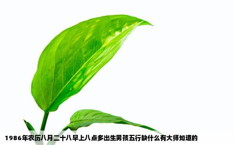 1986年农历八月二十八早上八点多出生男孩五行缺什么有大师知道的