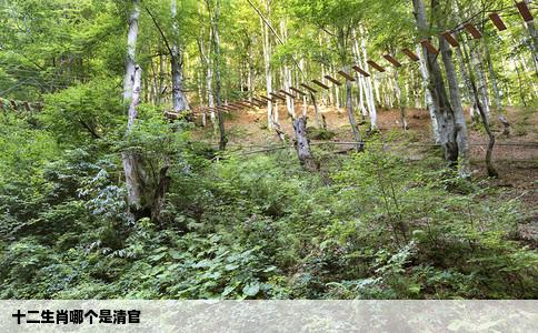 十二生肖哪个是清官