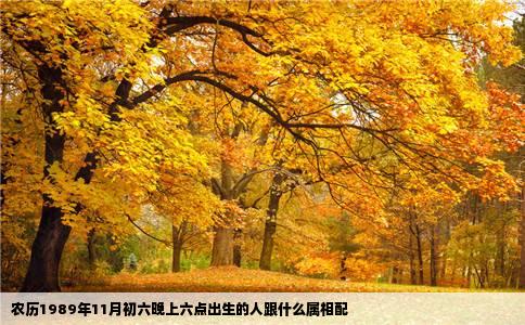 农历1989年11月初六晚上六点出生的人跟什么属相配