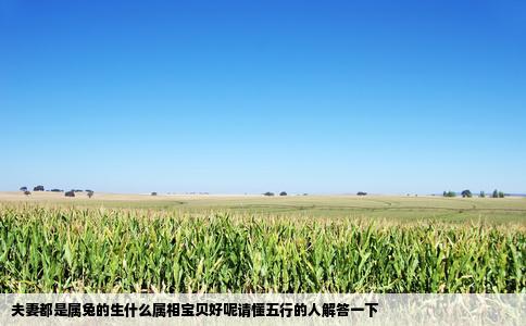 夫妻都是属兔的生什么属相宝贝好呢请懂五行的人解答一下